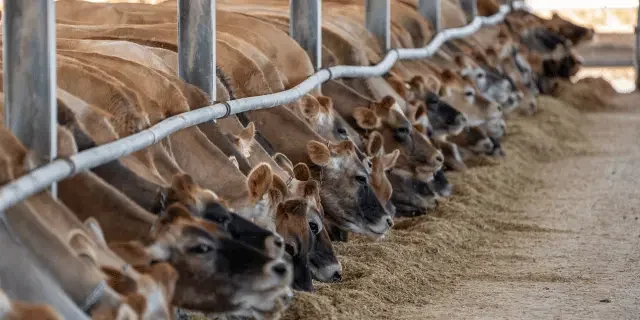 veterinary cows